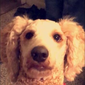 Meet your Posher, Adam